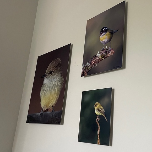 Original Bird Photo Collection Ready to Hang Metal Printing Technique